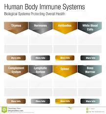 Human Body Immune Systems Chart Stock Vector Illustration