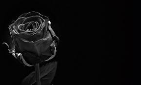 free stock photo of black rose b w