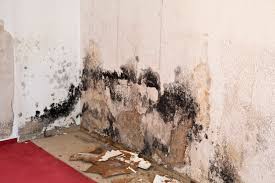 Mold removal can be covered without an inspection where: What Landlords Need To Know About Mold In Rental Properties