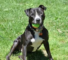 They are known for their calm temperament, courage and loving nature. Dog For Adoption Freddie A Boxer Staffordshire Bull Terrier Mix In Spring Lake Nj Petfinder