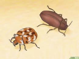 carpet beetles eating polyester