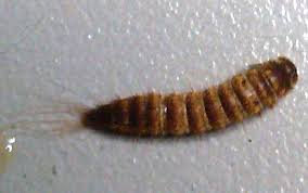 carpet beetle larva what s that bug