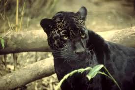 black jaguar free stock photo public