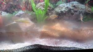 how to remove brown algae in fish tank