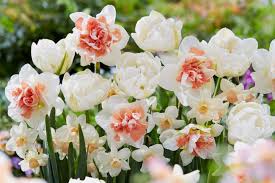 Flower Bulbs For Your Garden