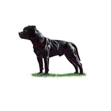 Accepted colors are brindle, blue, black, red, fawn, and white; Staffordshire Bull Terrier Breeds A To Z The Kennel Club