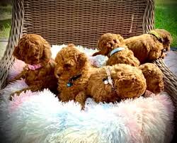 toy poodle in sydney region nsw dogs