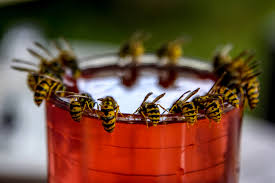 6 Ways To Repel Wasps Without Harming Them