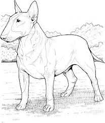 100% free dogs coloring pages. English Bull Terrier Coloring Page Super Coloring Dog Coloring Page Bull Terrier Art Puppy Coloring Pages