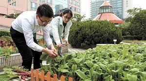 Rooftop Vegetable Garden Takes Root