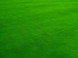 know how to care for emerald zoysia to