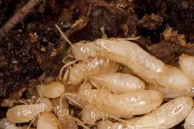 what kills termites instantly pest