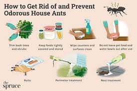 how to get rid of stinky odorous house ants