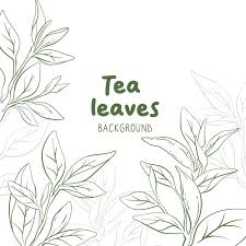 tea leaves vectors ilrations for