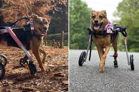 paralyzed dog proves she does have a