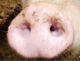 Vider l'intérieur d'un nez de cochon d'une électra glide Images?q=tbn:ANd9GcQSOo2-LxXn2fw-oDAuASS8rhwMmI8ES45svZnu3nszRsx_ZNttjw