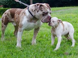 We are a small family based alapaha blue blood bulldog breeder located in ontario canada. Pin On Dog Breeds Beastly Dogs