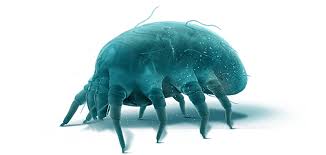dust mites dust cleaninless