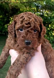 Cookies litter is from our line of poodles that we have been breeding for their excellent doodle sire characteristics for the past 15+ years. Red Miniature Poodle Puppies 2019 Have All Been Adopted Perfection Poodles
