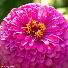 232 best beautiful flowers dp images