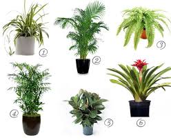 Cat Safe House Plants For Cleaner Air