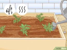 How To Start A Flower Garden With