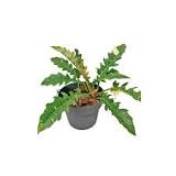 Image result for Philodendron Ring Of Fire Variegata