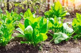 How To Grow Spinach For Salads Or