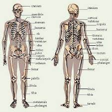 Without bones, the human body would have a great fall like humpty dumpty. Blog Learn Bones Skeletal System Human Body Systems Skeletal System Worksheet
