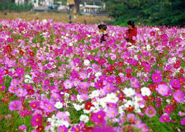 Shangguan Flower Park Dali Travel