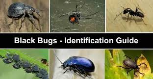types of black bugs with pictures