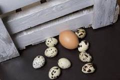 how-much-does-a-dozen-quail-eggs-cost