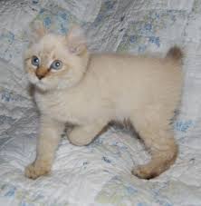 Highland lynx with bengal outcross for sale! Beautiful Seal Snow Highland Lynx Male Kitten For Sale In Silverdale Washington Classified Americanlisted Com