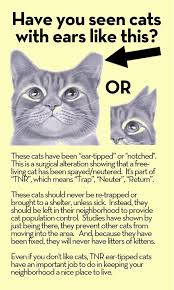 It has been found that as long as some cats control a territory no new ones will come in. Face Low Cost Animal Clinicear Tip Identifying Community Cats Face Spay Neuter