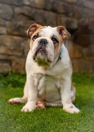 english bulldogs face breeding ban as