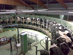 Dairy Farming Wikipedia