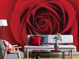 Red Rose Wall Mural About Murals