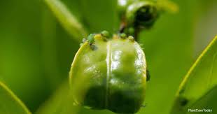 how to get rid of aphids on my lemon tree