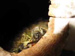 Bumble bees like to nest in material similar to a used mouse nest. Bumble Bees In Bird House Beediverse Mason Bees