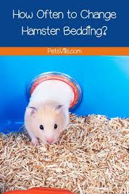 How Often To Change Hamster Bedding