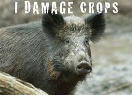 Image result for Singing Songs, Pigs And Hogs, Tails In Air