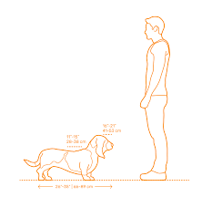 Basset Hound Dimensions Drawings Dimensions Guide