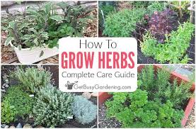 Growing Herbs The Complete Care Guide