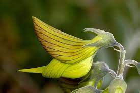 australian flower is like a hummingbird