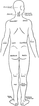 Out of these, the cookies that are categorized as necessary are stored on your browser as they are essential for the working of basic functionalities of the website. Back View Of The Parts Of The Human Body Labeled In English And Latin Clipart Etc
