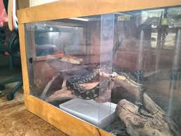 carpet python enclosure pets