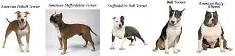 Pregnant staffordshire bull terrier blue puppies moving. American Staffordshire Terrier Vs Pitbull Petfinder