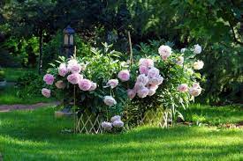 Композиции с розами в саду - 75 фото