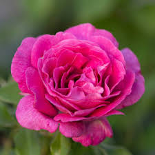 sweet madame blue florabunda rose