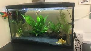 I added some celestial pearl danios to the mix. Fish Tank 40l With 2 Fish 45 00 Picclick Uk